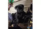 ADORABLE MALE AND FEAMLE PUG PUPPIES FOR SALE | HOW TO CARE FOR A PUG PUPPY