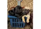 OUTSTANDING PUG PUPPIES FOR SALE UNDER $500 NEAR ME