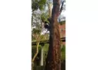 Tree Removal Northern Beaches
