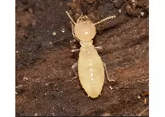 Termite Inspection Newcastle