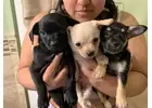 Playful Chihuahua Pupies for Sale: Meet Them Today							